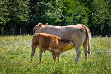La vache et son veau