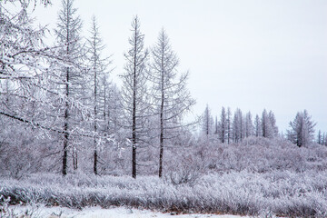 Beautiful winter landscape, frost on the branches of trees, the first snow,