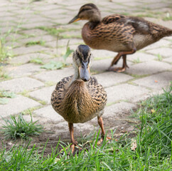 Ducks walking on the pavement next to the pond
