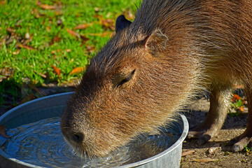 Fototapeta premium A capybara drinking water at the Cape May Zoo