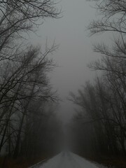 morning in the forest