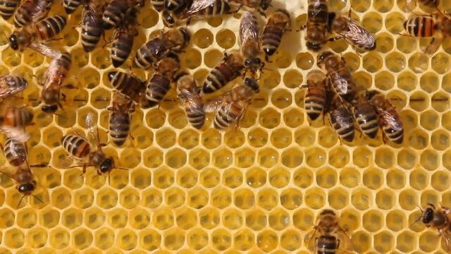 A bee takes nectar from honeycombs to convert it to honey. 
First, the bees fill the upper combs with honey