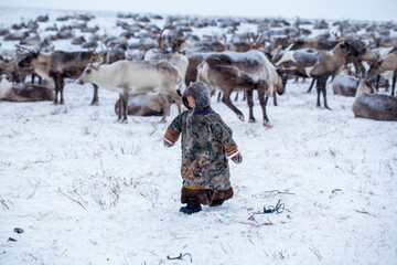 The Yamal Peninsula. Reindeer with a young reindeer herder. Happy boy on reindeer herder pasture playing with a toys in winter © evgenii