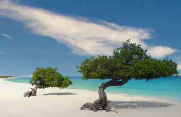 Divi Divi Trees on the shoreline of Eagle Beach in Aruba - obrazy, fototapety, plakaty