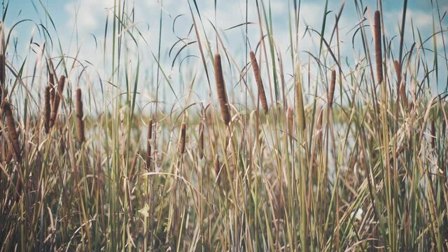 Focusing back ond forward on cattail near a river