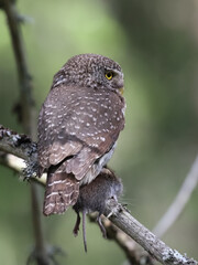 Eurasian Pygmy Owl