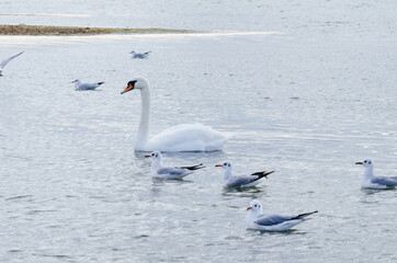 swan and gulls on the lake
