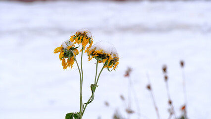 
Yellow flowers under the falling snow. Blurred defocused winter background for web design