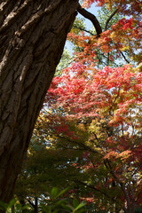Fall in the Japanese Gardens