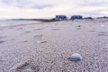 Close up of a shell at sunset on Kalmus Beach, Massachusetts