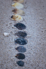 Close up of a shell at sunset on Kalmus Beach, Massachusetts