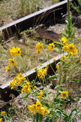 flowers on Rail Road tracks
