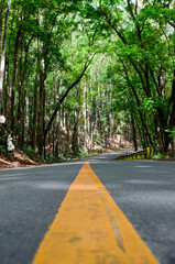 road in the forest