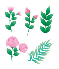 bundle of five beautiful roses flowers and leafs decorative icons vector illustration design