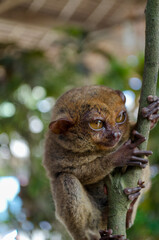 sleepy tarsier