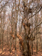 Fototapeta na wymiar CENTENARY OAK IN OAK FOREST IN AUTUMN WITH, IN SIERRA DE SAN VICENTE, TOLEDO, SPAIN