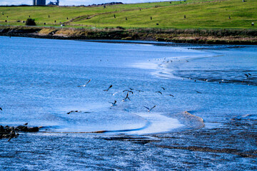 Gulls flying over the shore