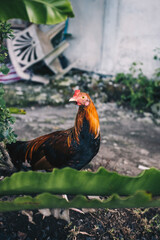 rooster in the farm