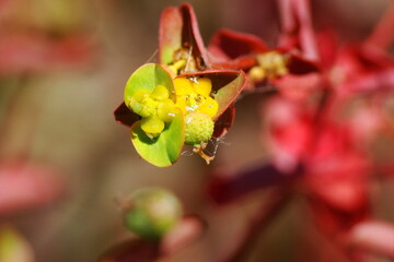 Many-branched Spurge (Euphorbia paniculata)