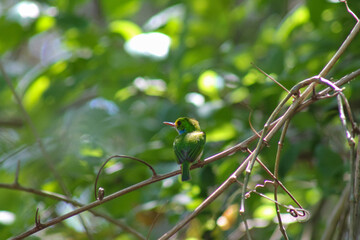bird on a branch