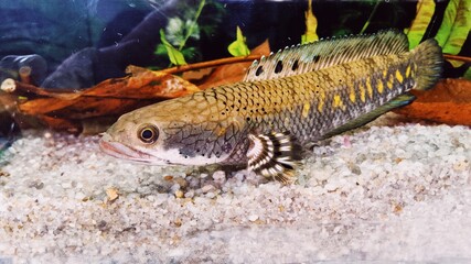 pulchra: 'Fake' Dwarf Snakehead