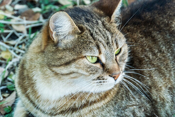 A beautiful cat lies in the forest and looks to the side close-up