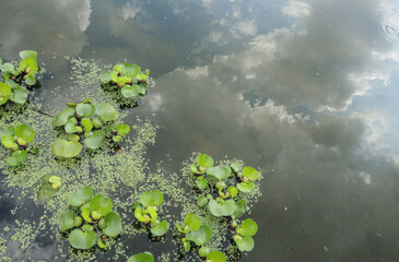 Pond close up with particular of acquatic plants and reflection of a cloudy sky