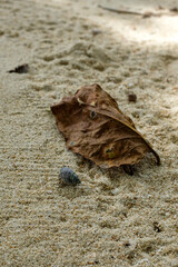 leaf on beach sand with hermit crab