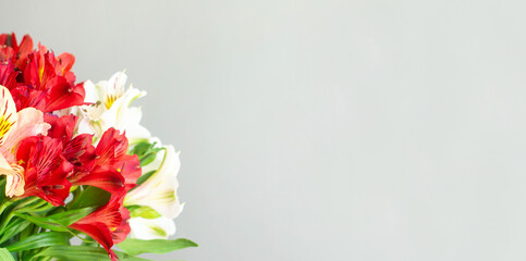 Beautiful red and white flowers on grey background banner view