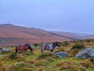 horses in the mountains