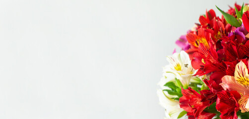 Beautiful red and white flowers on grey background banner view