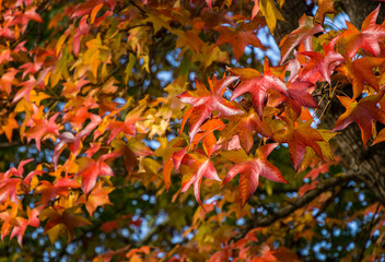 Close-up of red autumn leaf of Liquidambar styraciflua, commonly called American sweetgum (Amber...