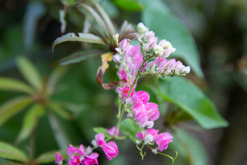 Antigonon leptopus Hook or Coral Vine