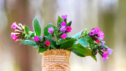 Spring bouquet of lungwort flowers in the forest on a blurred background