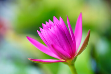 pink lotus flower