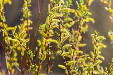 Spring background with flowering willow branches. Willow branches with catkins