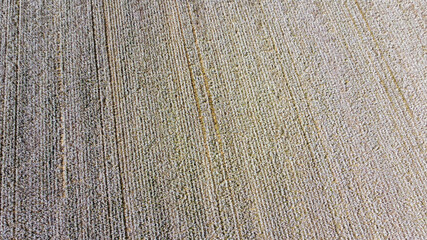Drone cotton field rows of flowers