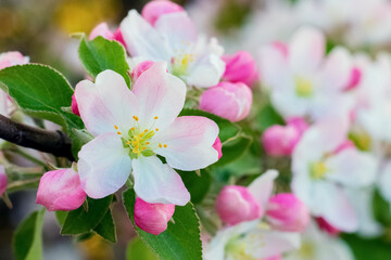 Flowering tree. White and pink apple flowers close up