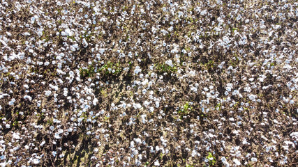 Drone cotton field top down plants