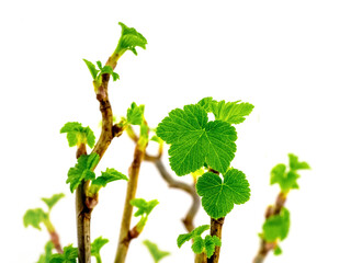 Currant branches with young delicate leaves on a white isolated background. The first spring greens_