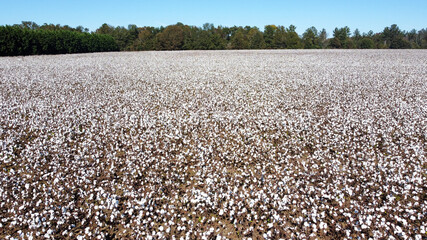 Drone cotton field in suburbs