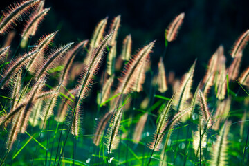 reeds grass flower