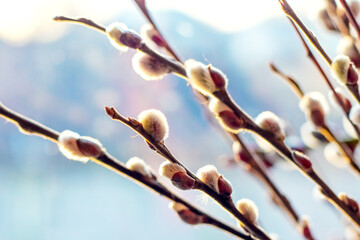 Willow branch with catkins on a light blue blurred background
