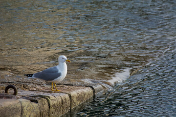 Bird with sea