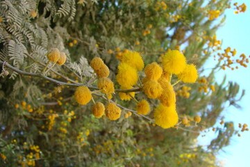 Sweet Thorn (Vachellia karroo)