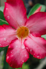 close up of pink flower with dew drops
