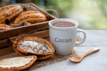 Cup of chocolate drink with a half cut cacoa on wooden table, fresh cacao fruits background, selective focus, Cacao fruits which is used as raw material to make chocolate