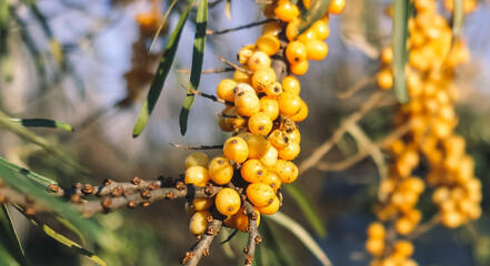 Ripe yellow sea buckthorn berries shining on the branch.