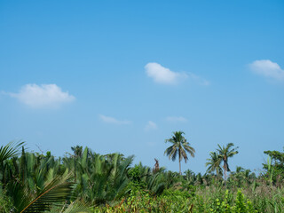 Fototapeta na wymiar Many trees under clear blue sky. Lot of palm trees and coconut trees, tropical landscape