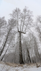 trees in the forest, a fork-shaped tree, a tree that looks like a fork